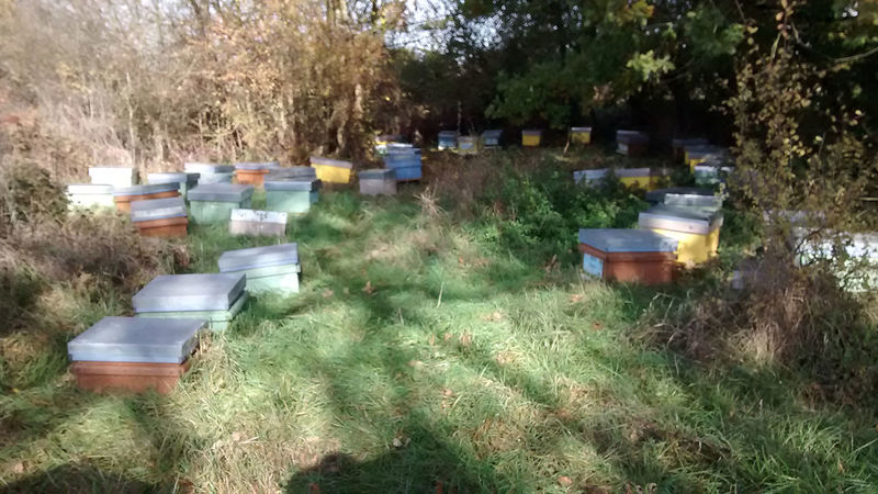 La ruche Cirrocumulus 