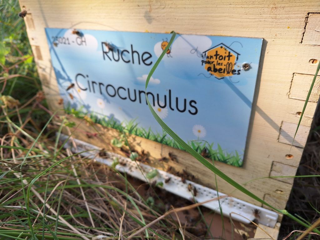 La ruche Cirrocumulus 