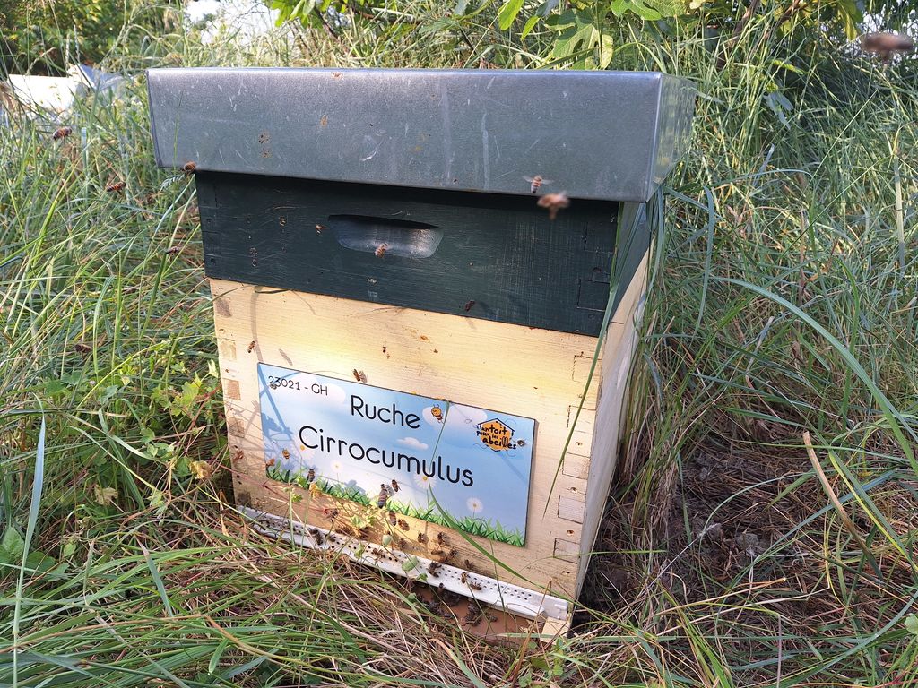 La ruche Cirrocumulus 