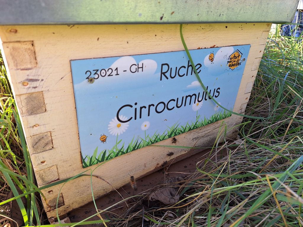 La ruche Cirrocumulus 