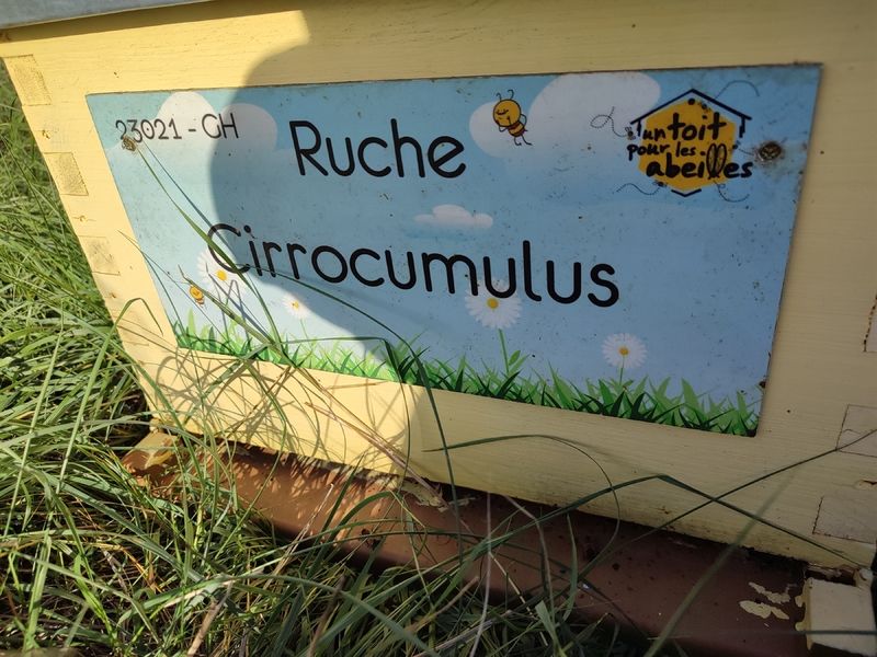 La ruche Cirrocumulus 