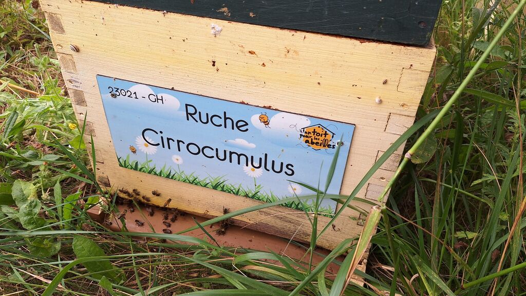 La ruche Cirrocumulus 