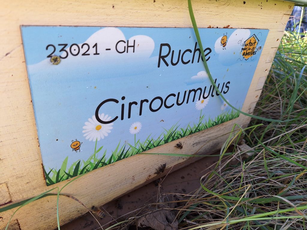 La ruche Cirrocumulus 