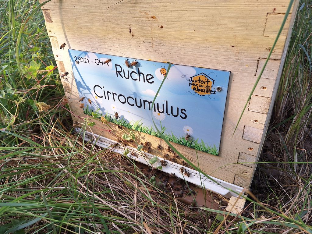 La ruche Cirrocumulus 