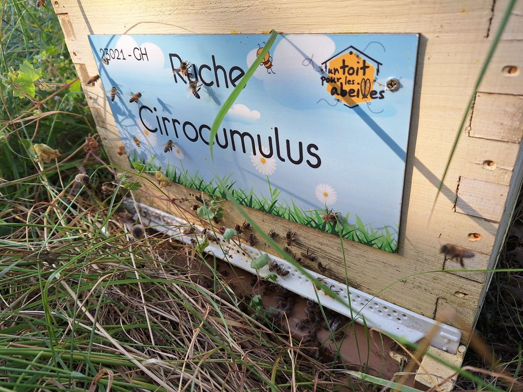 La ruche Cirrocumulus 