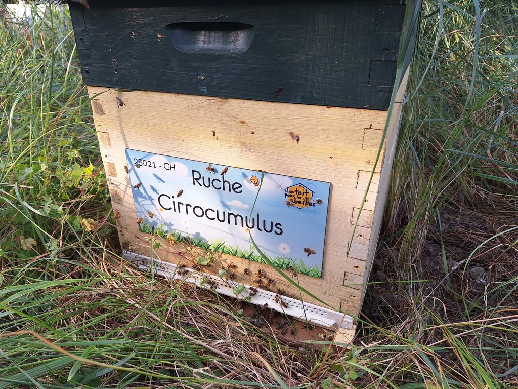 La ruche Cirrocumulus 