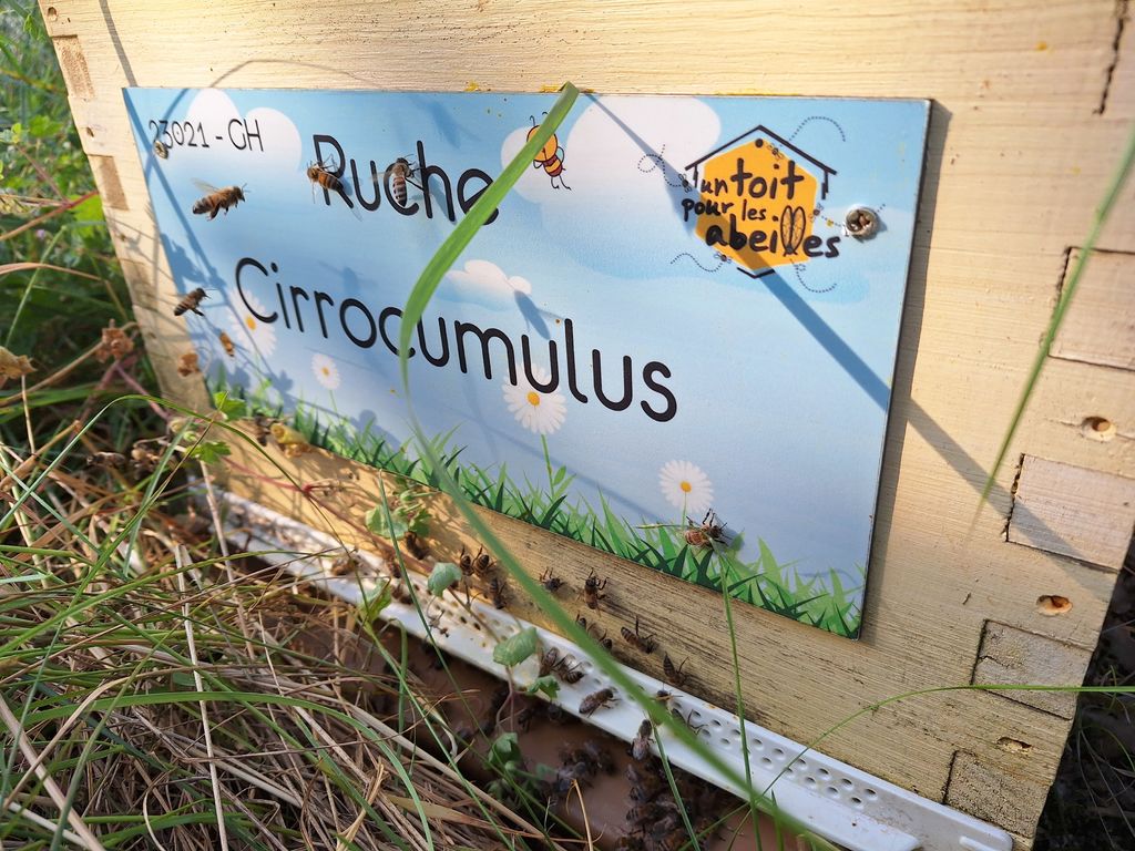 La ruche Cirrocumulus 