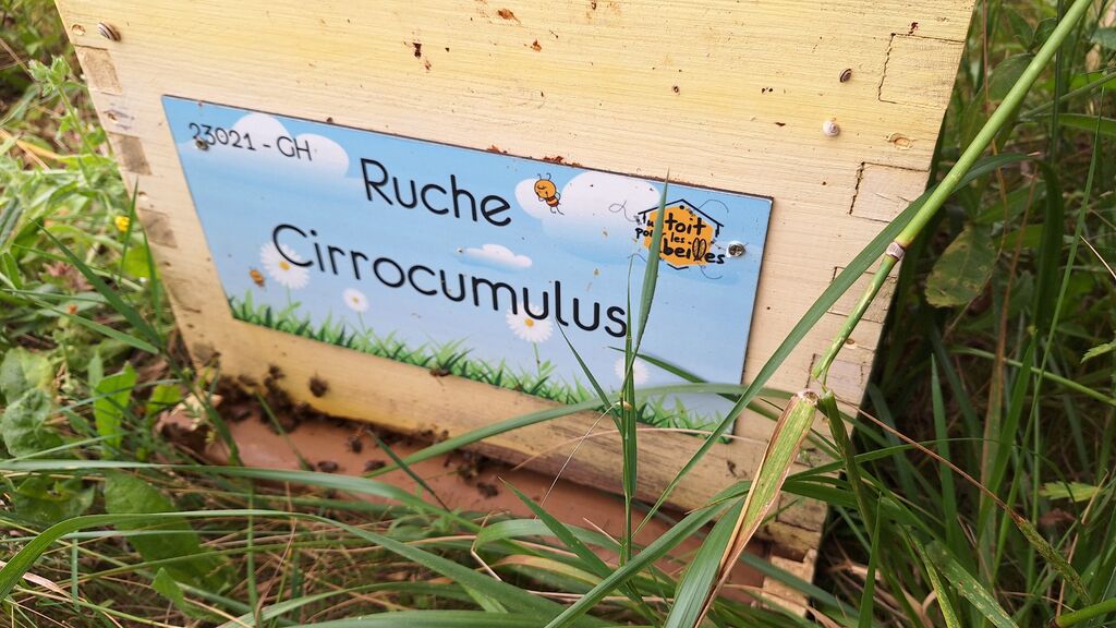 La ruche Cirrocumulus 
