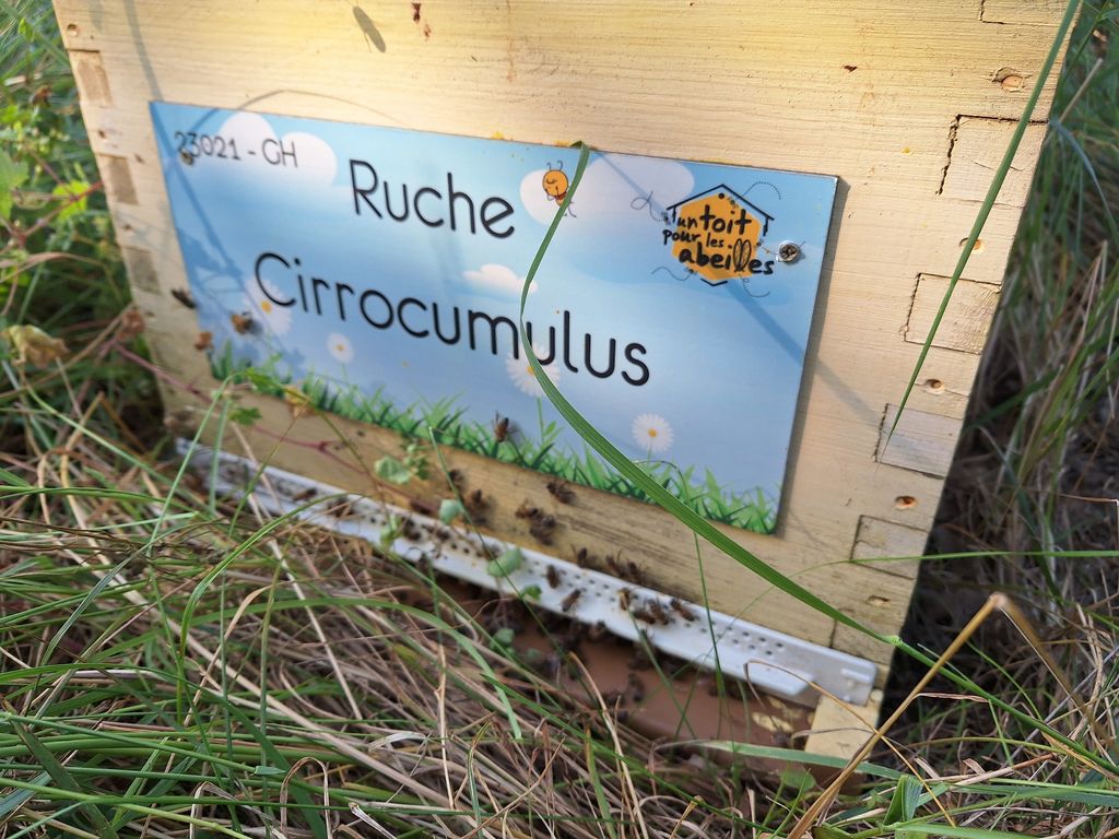 La ruche Cirrocumulus 