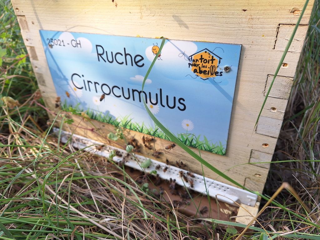 La ruche Cirrocumulus 