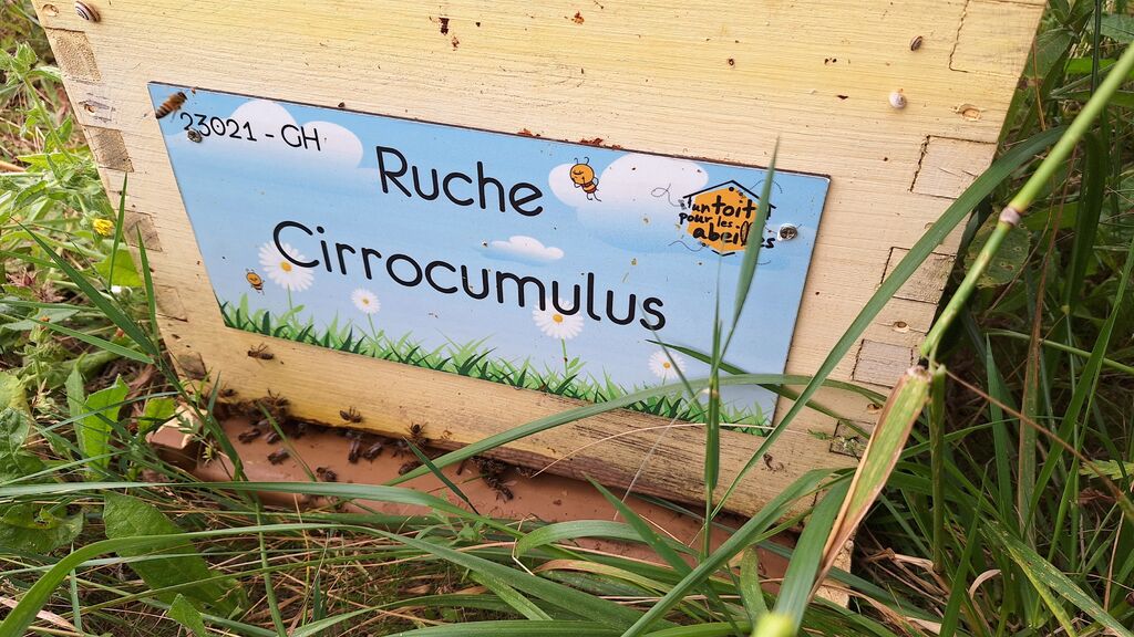 La ruche Cirrocumulus 