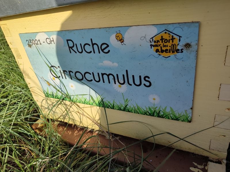 La ruche Cirrocumulus 