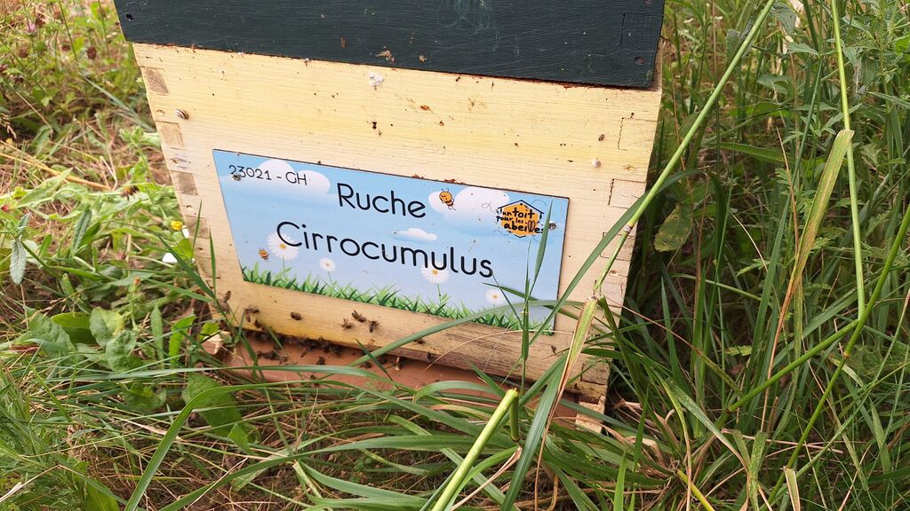 La ruche Cirrocumulus 