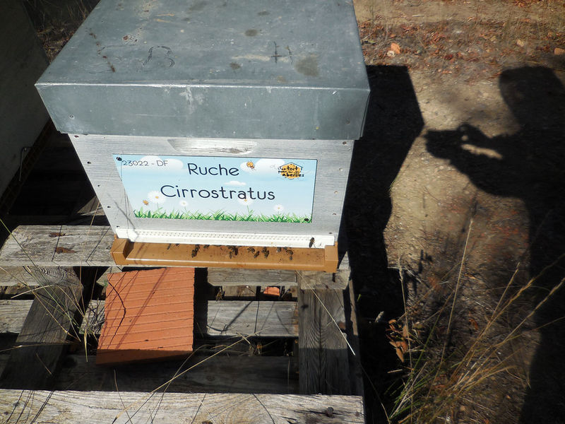 La ruche Cirrostratus