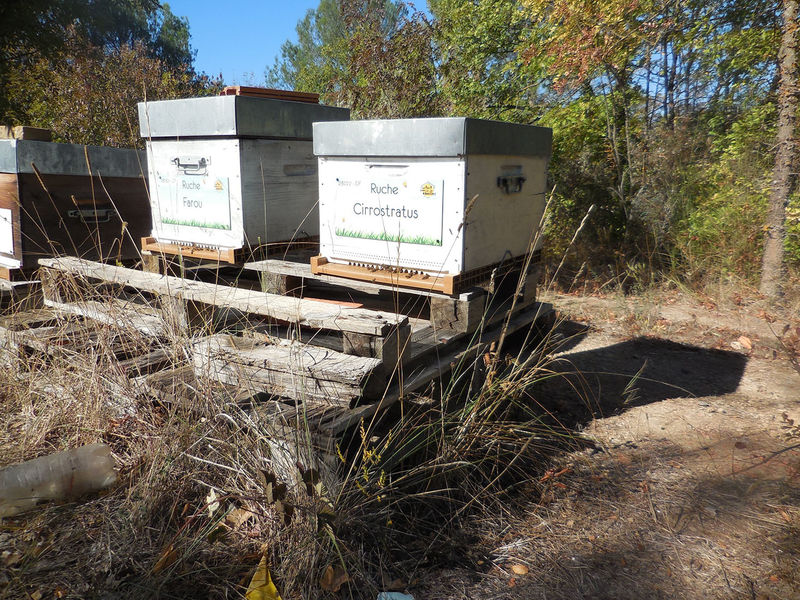 La ruche Cirrostratus