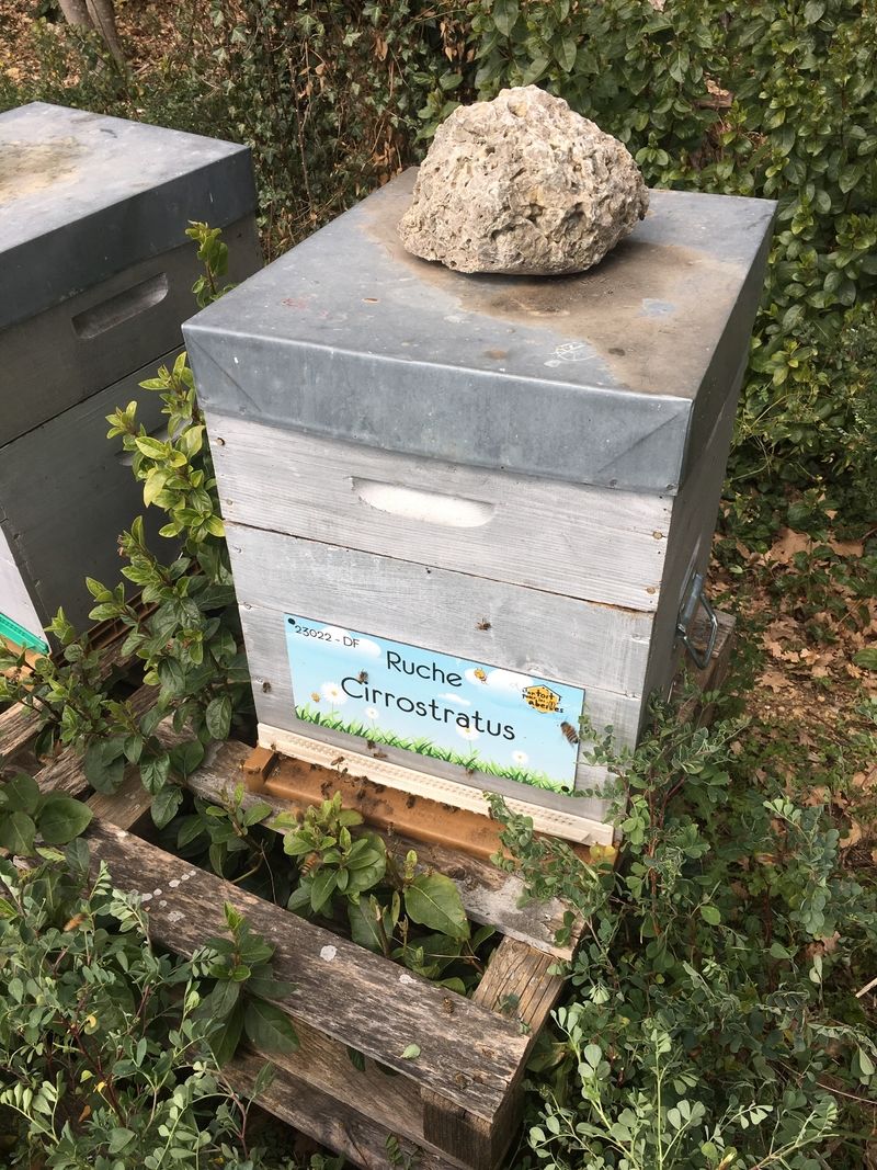 La ruche Cirrostratus