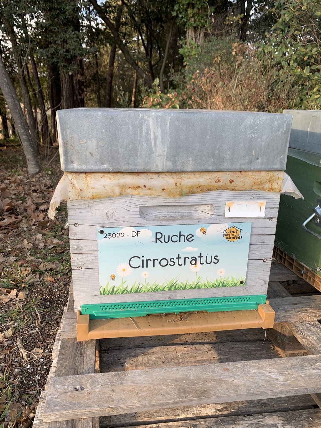 La ruche Cirrostratus