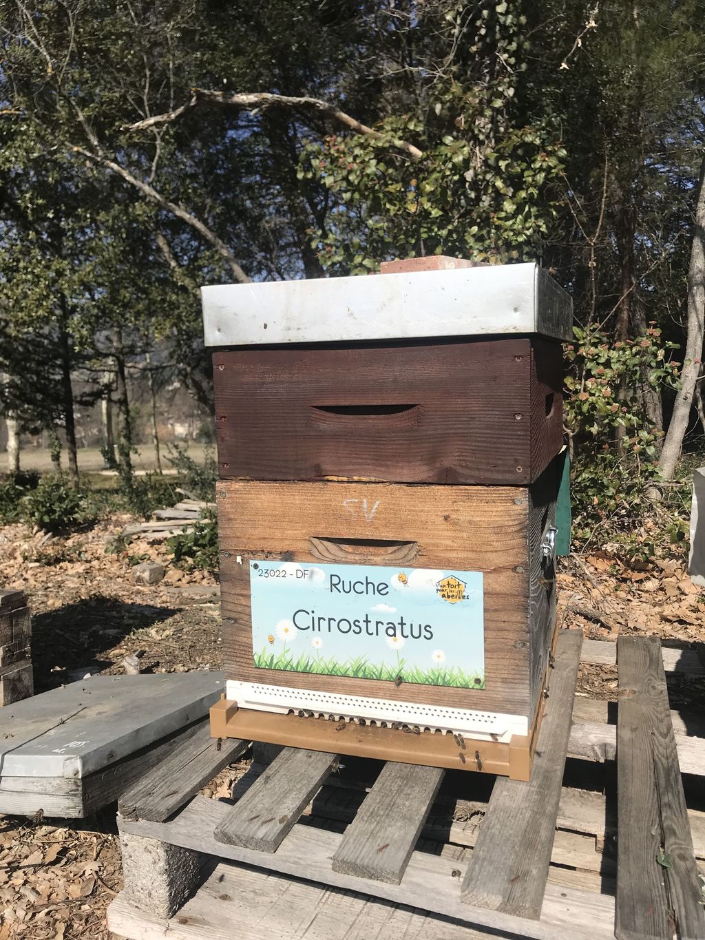 La ruche Cirrostratus