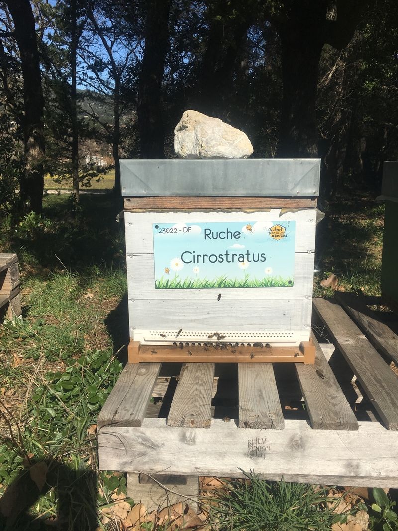 La ruche Cirrostratus