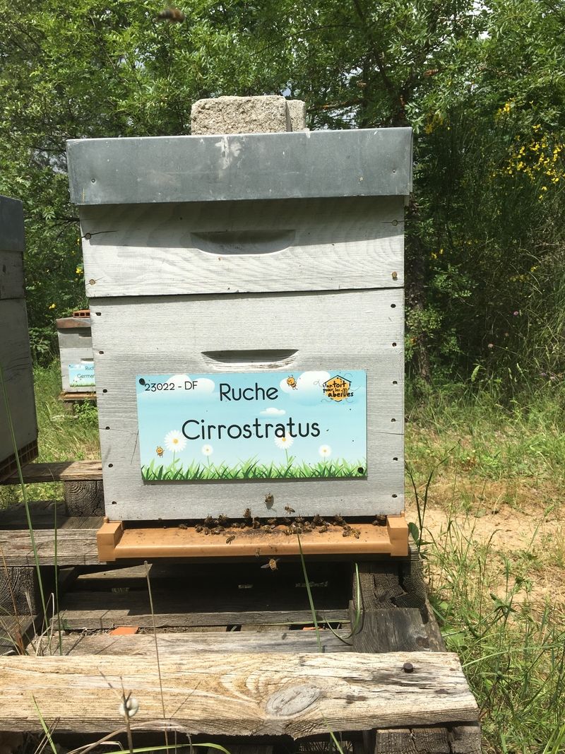 La ruche Cirrostratus