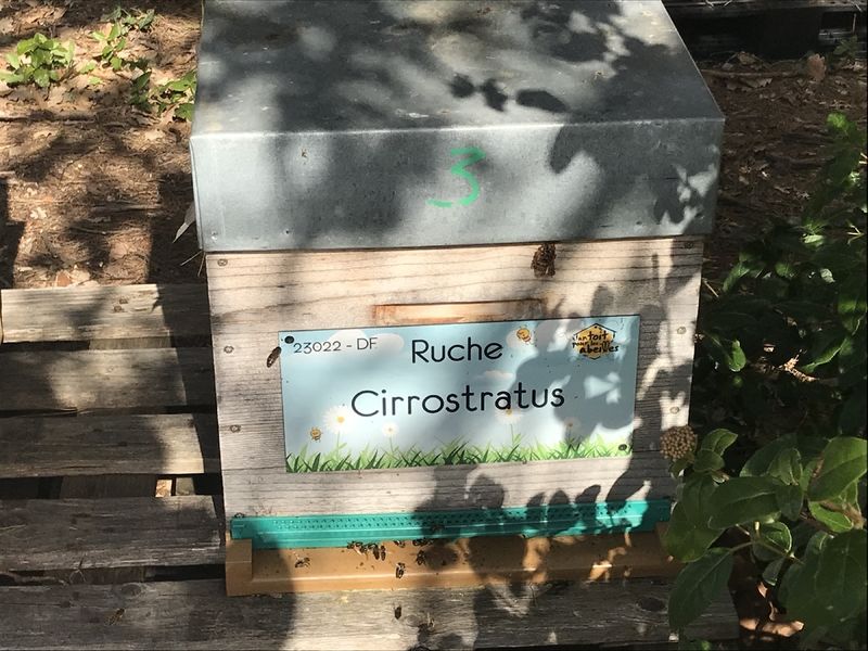 La ruche Cirrostratus