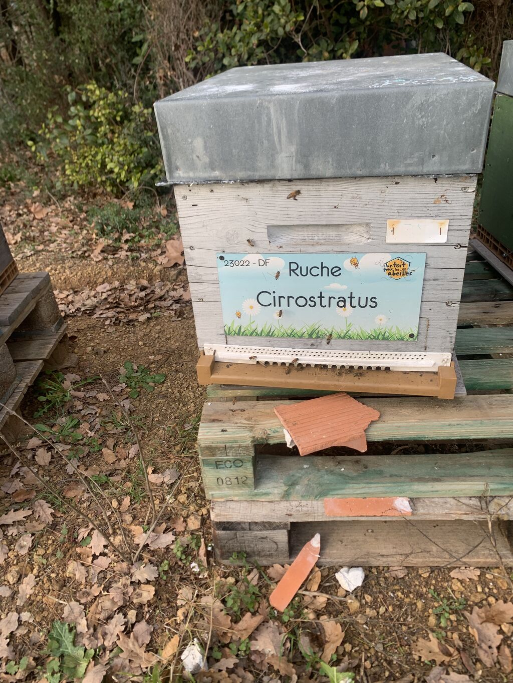 La ruche Cirrostratus
