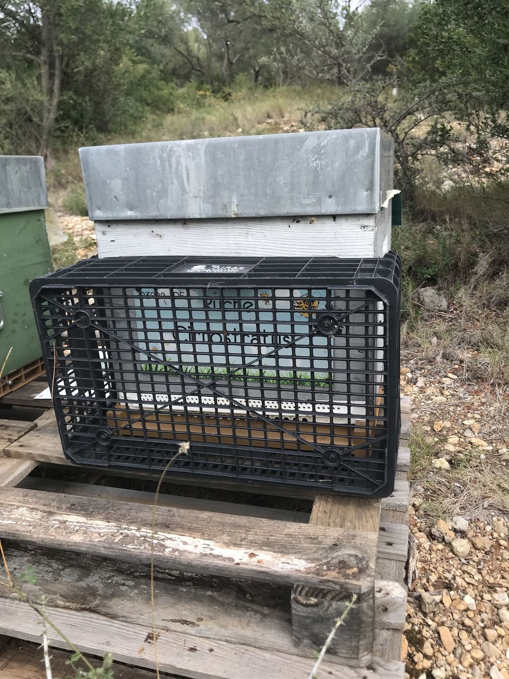 La ruche Cirrostratus