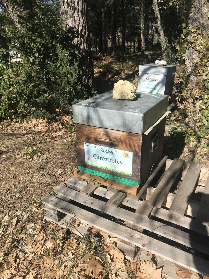 La ruche Cirrostratus