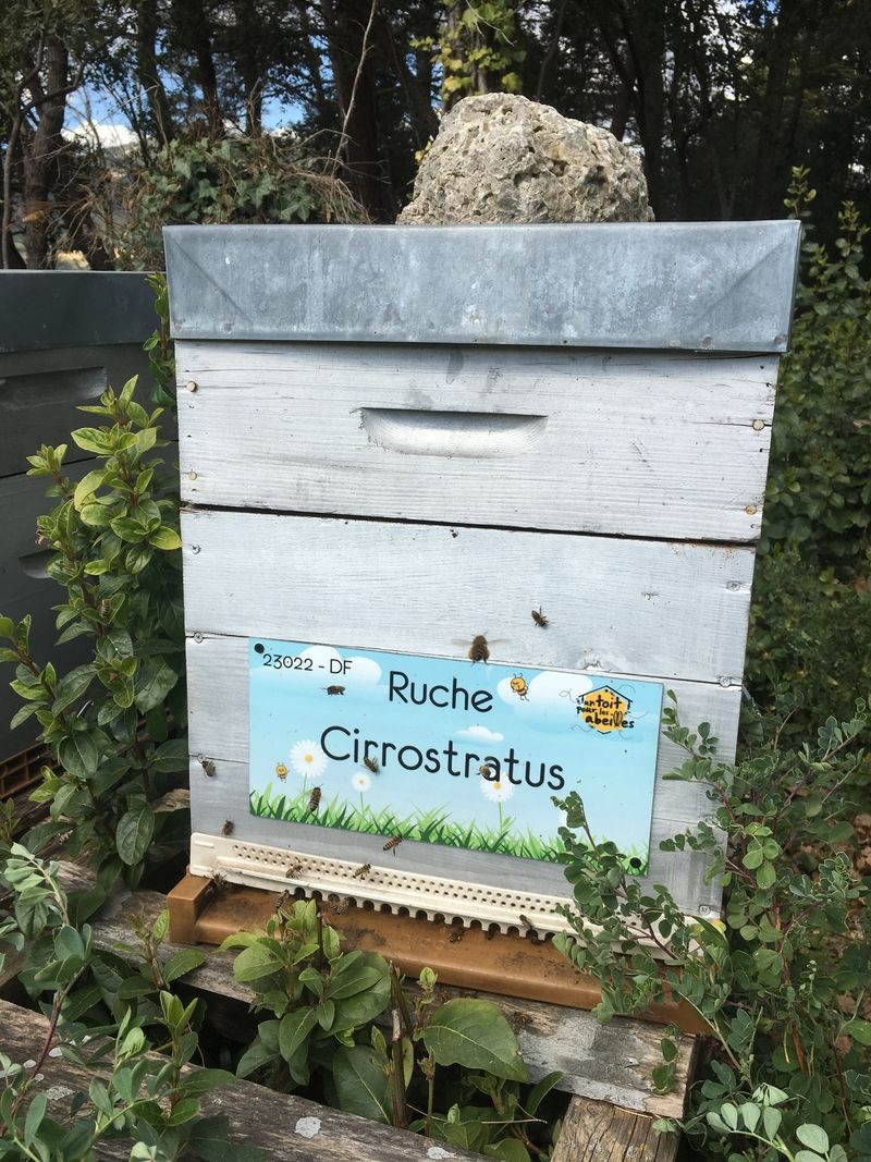 La ruche Cirrostratus