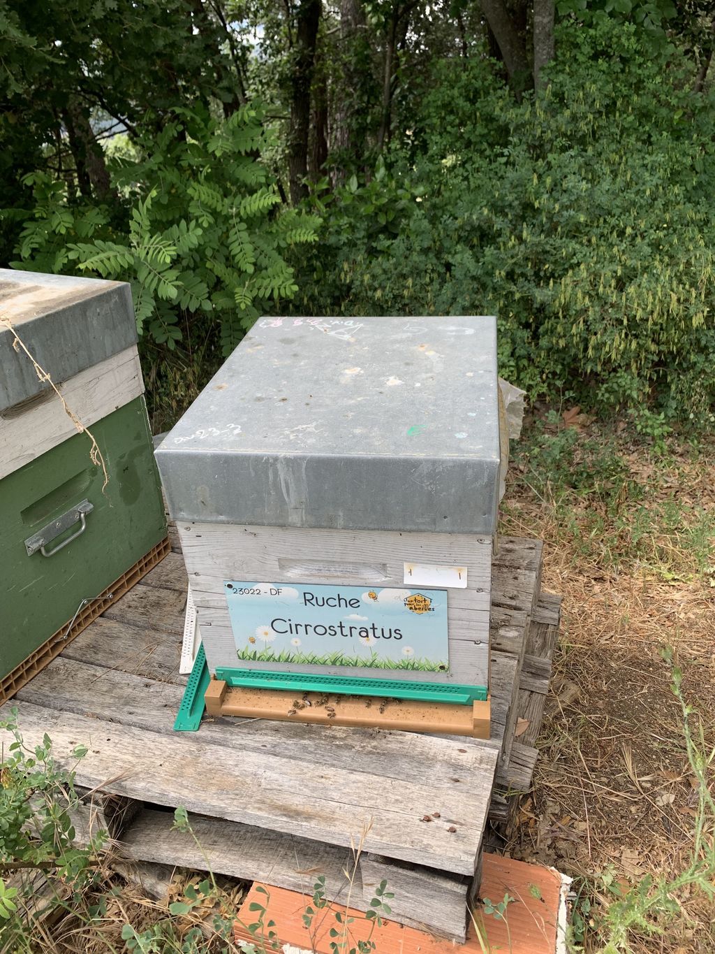 La ruche Cirrostratus