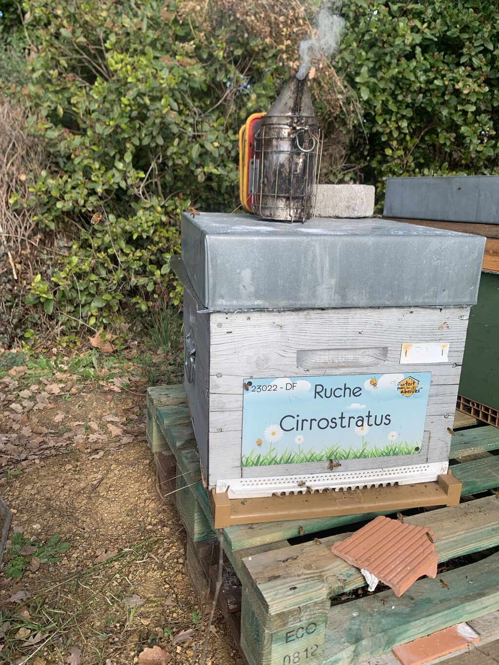 La ruche Cirrostratus