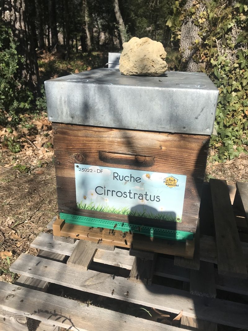 La ruche Cirrostratus