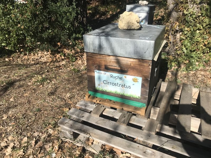La ruche Cirrostratus
