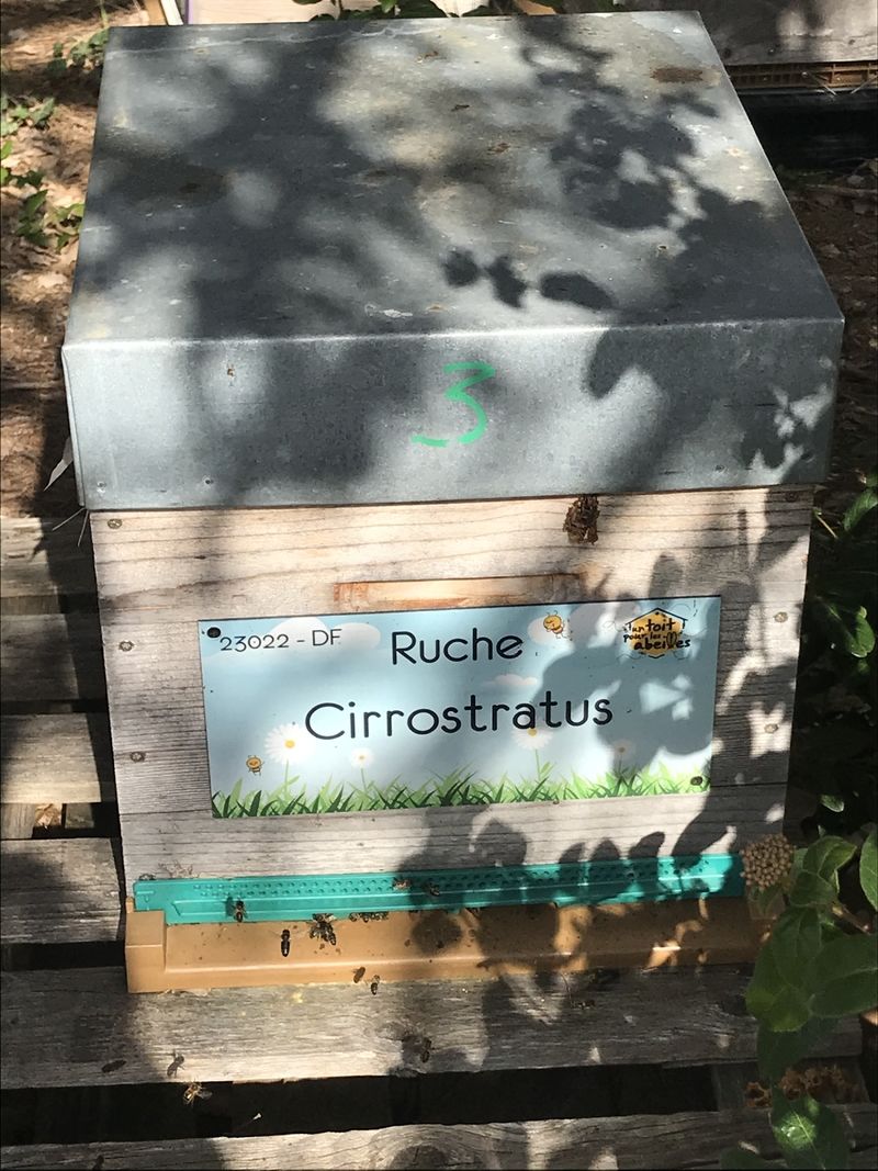 La ruche Cirrostratus