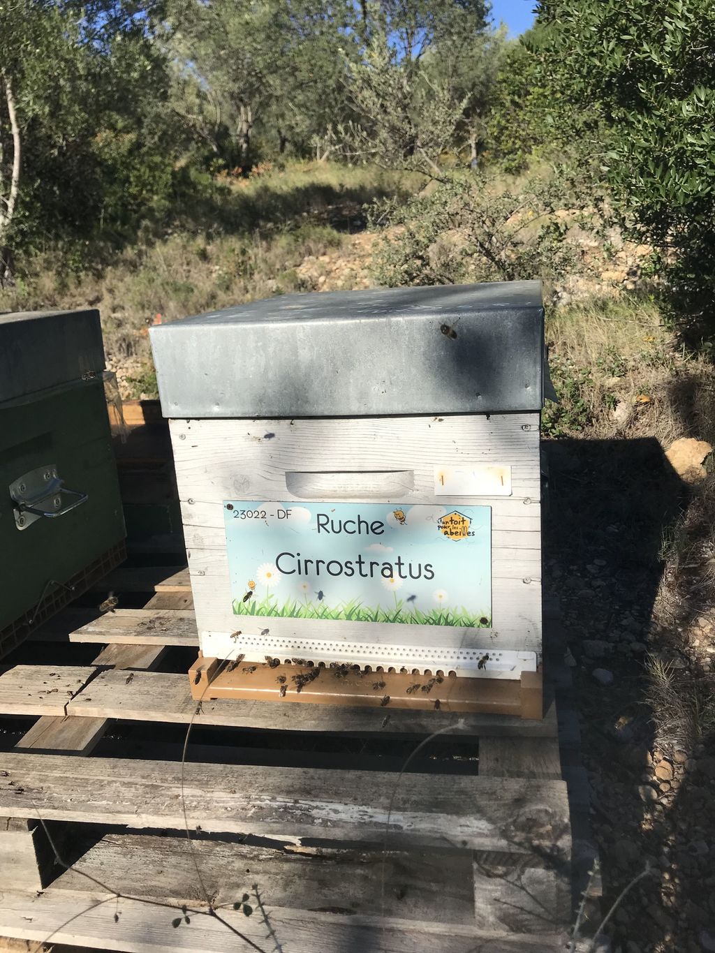 La ruche Cirrostratus