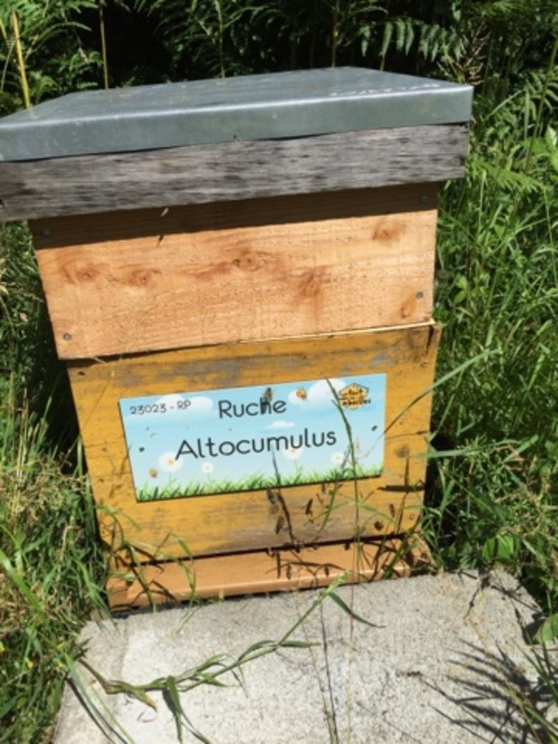 La ruche Altocumulus