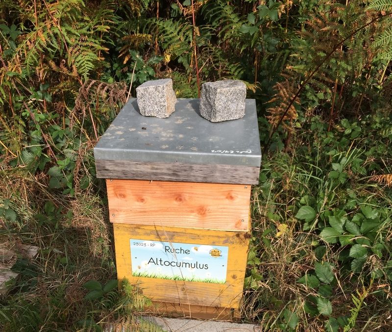 La ruche Altocumulus