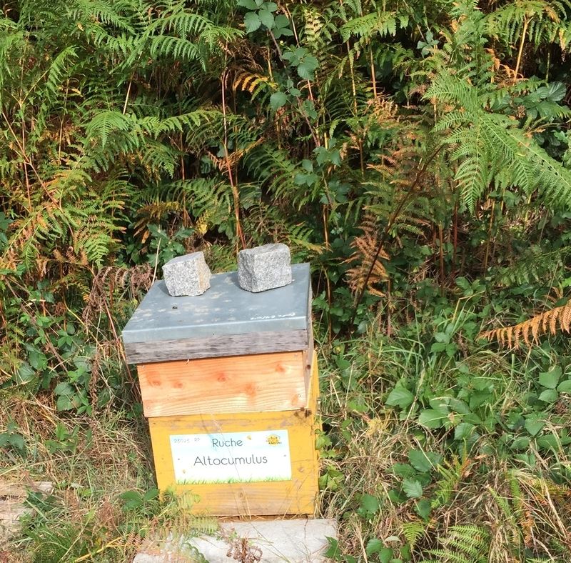 La ruche Altocumulus