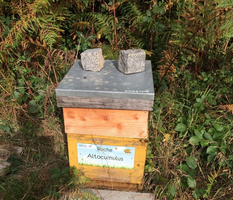 La ruche Altocumulus
