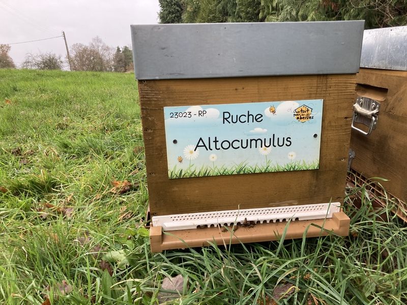 La ruche Altocumulus