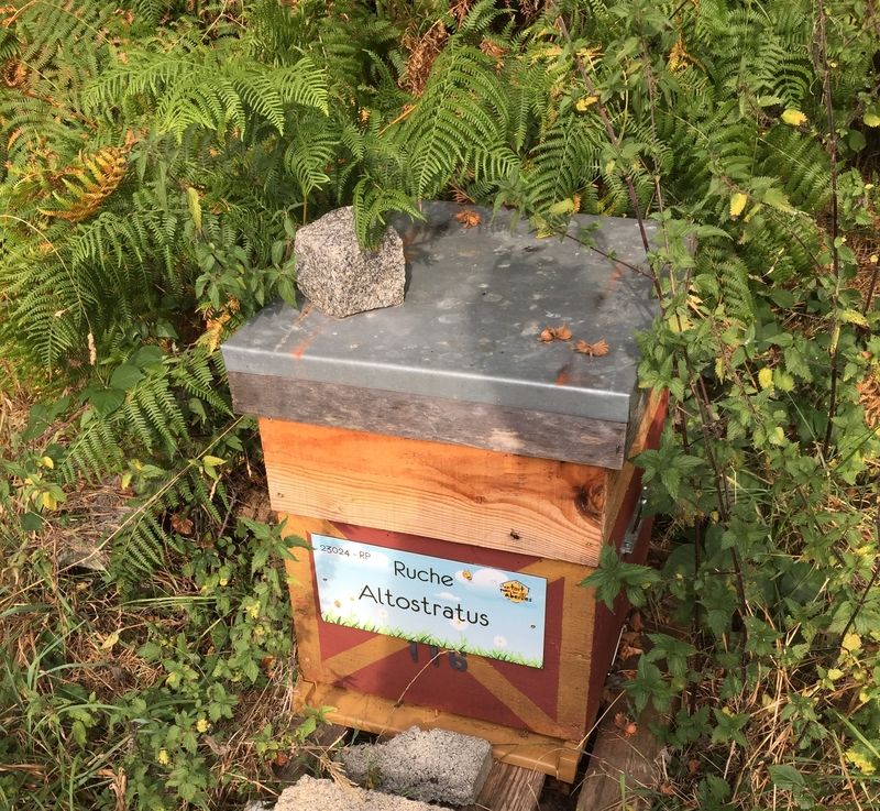 La ruche Altostratus 
