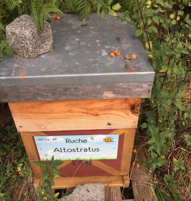 La ruche Altostratus 