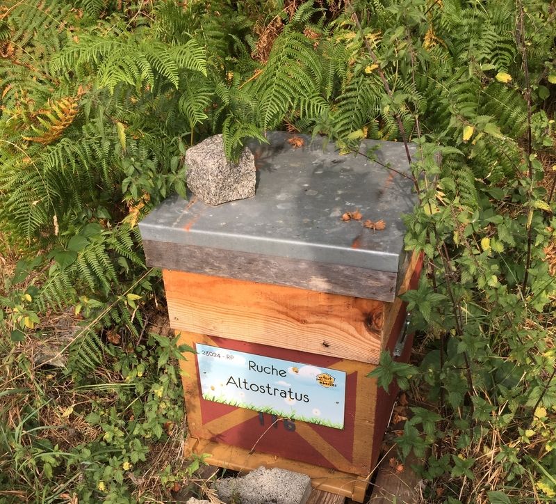La ruche Altostratus 