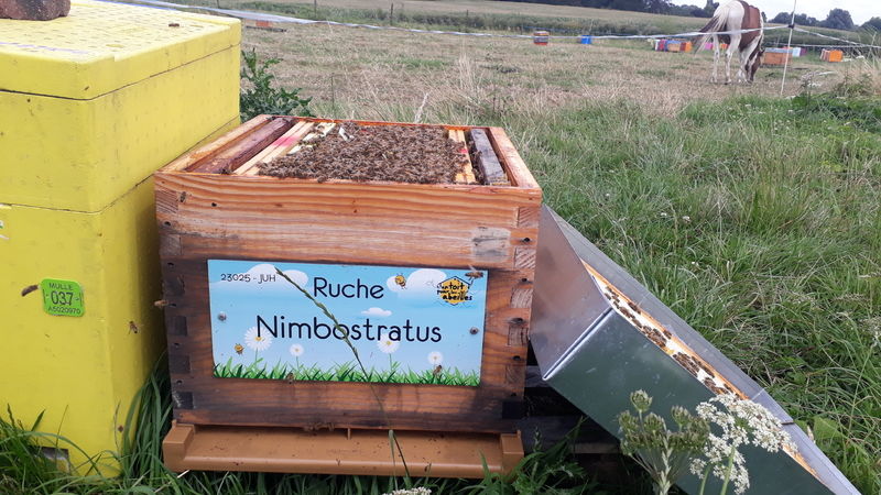La ruche Nimbostratus