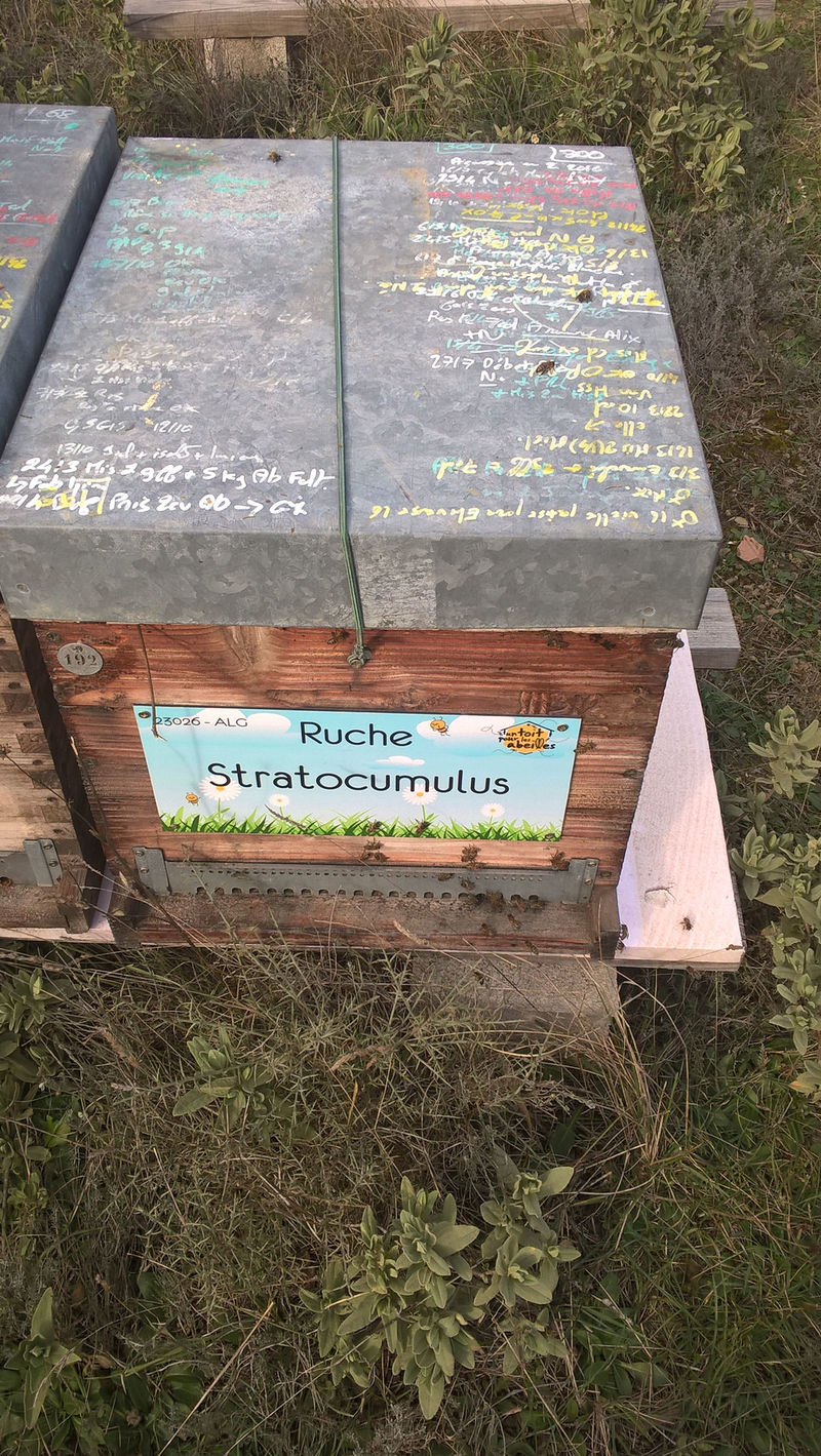 La ruche
