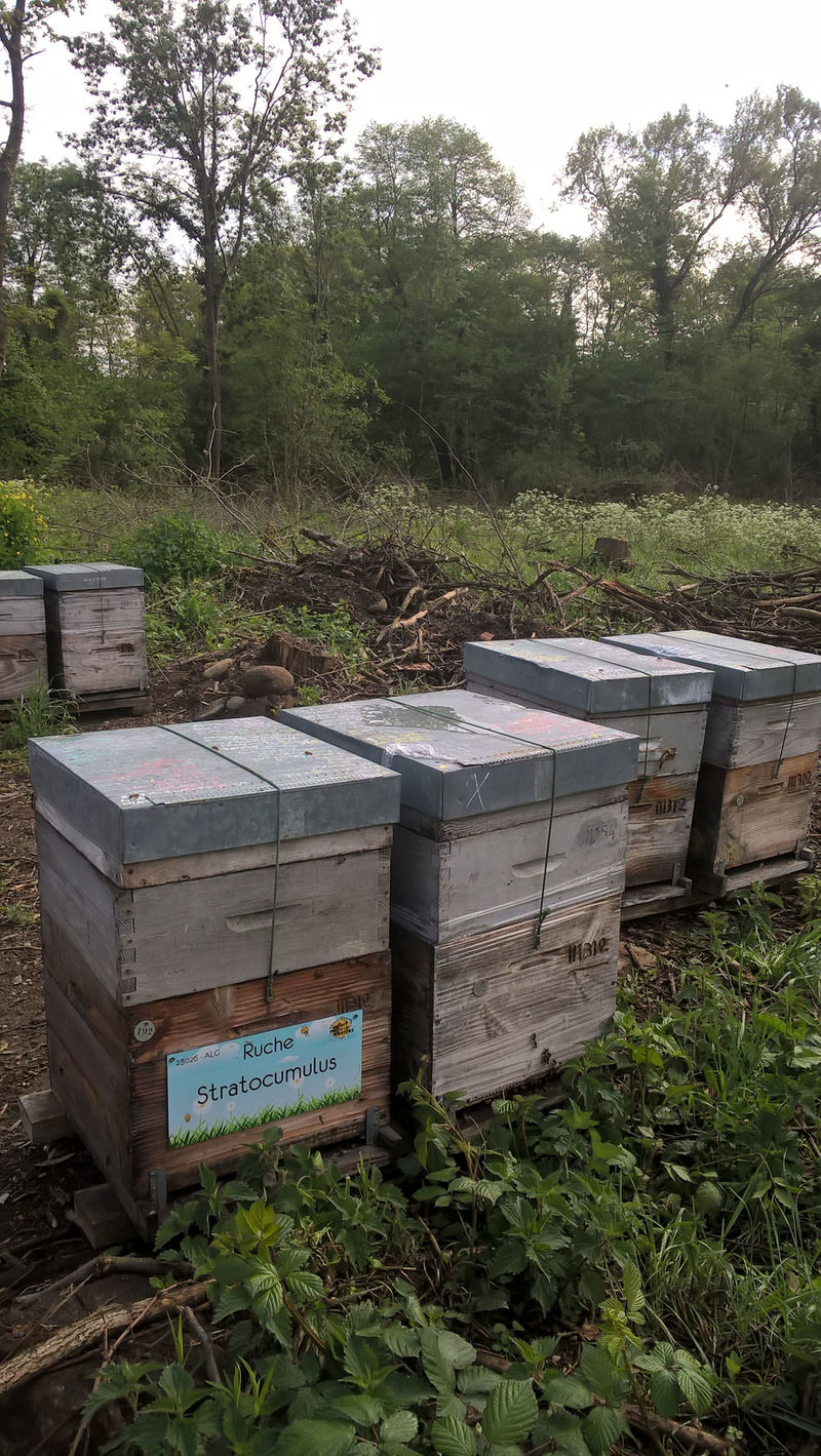 La ruche Stratocumulus