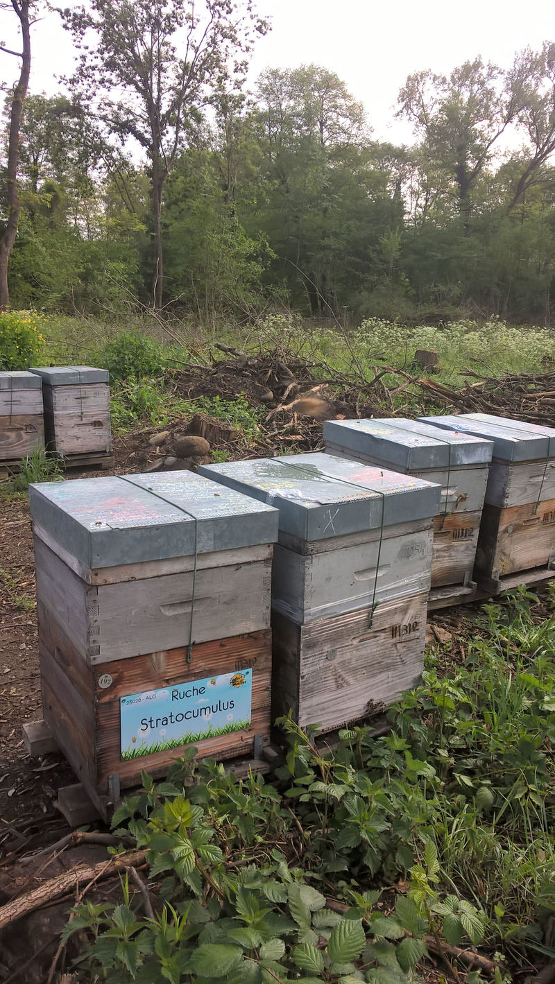 La ruche Stratocumulus