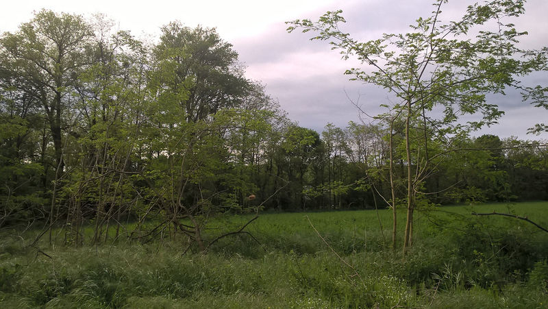 La ruche Stratocumulus