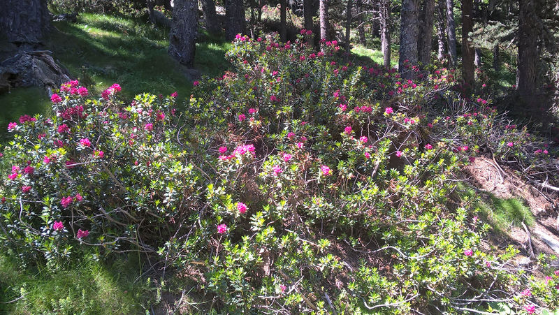 La ruche Stratocumulus