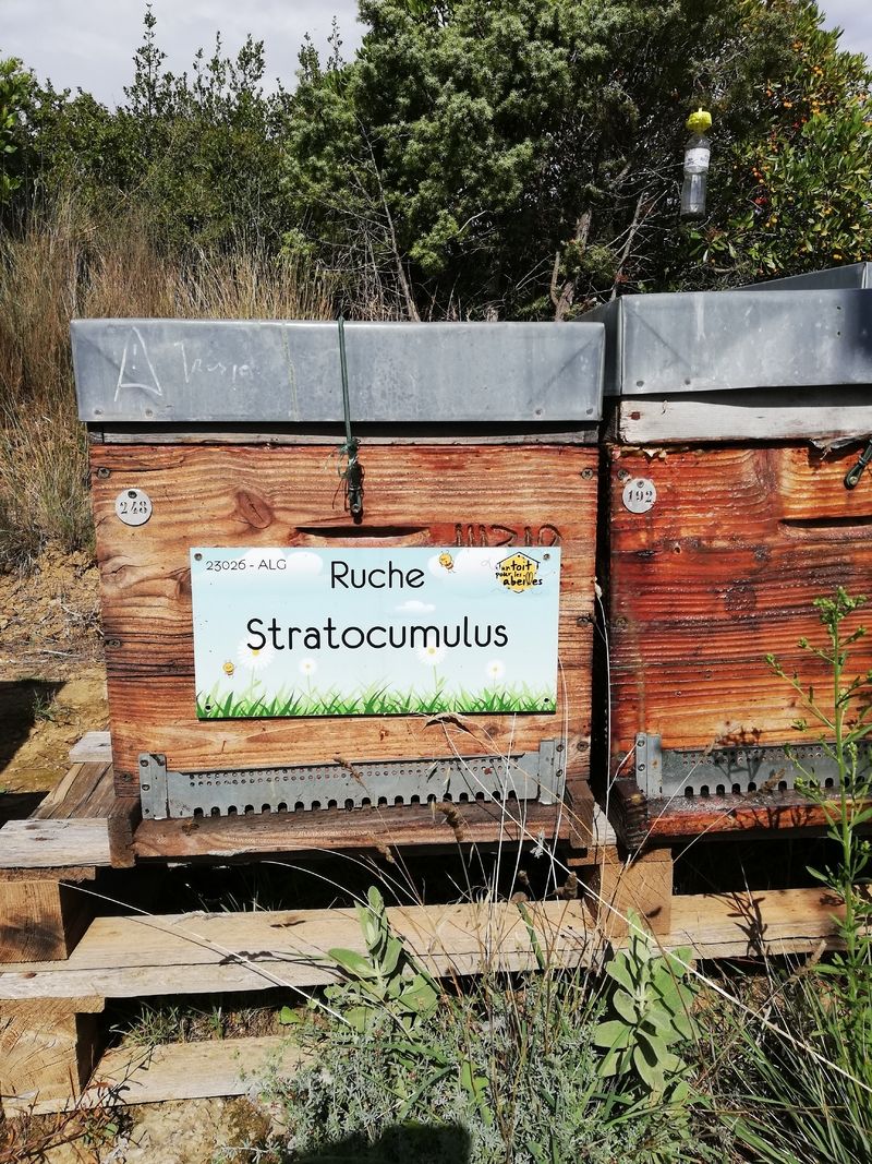 La ruche Stratocumulus
